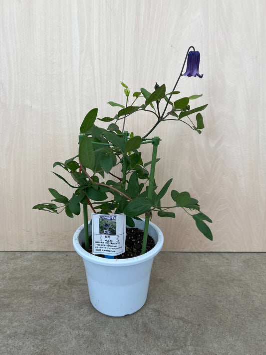 クレマチス　篭口　5号鉢