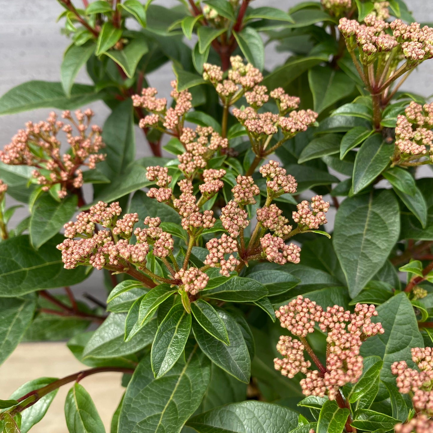 ビバーナムティヌス　７号スリット鉢/オリジナル色