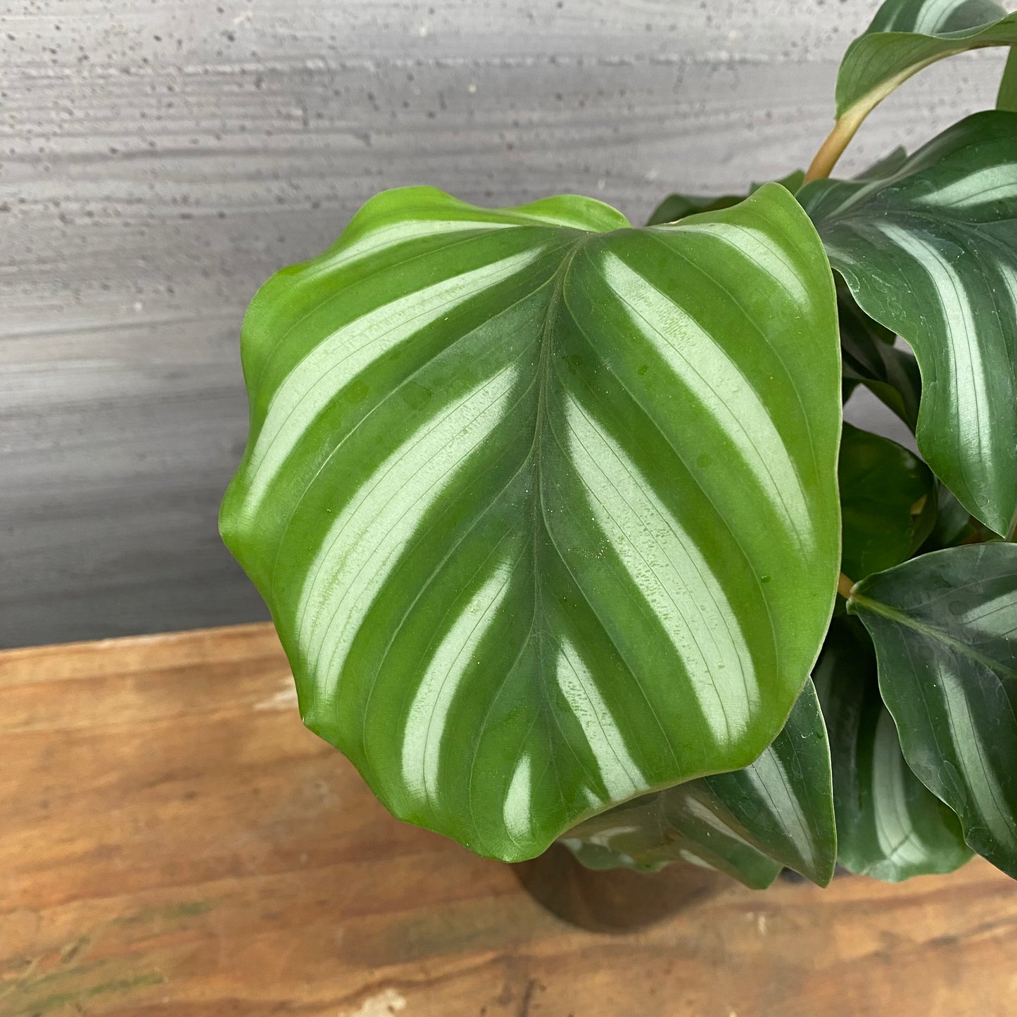 市場仕入れ即売会　No.25038　カラテア　ベサール　5号鉢