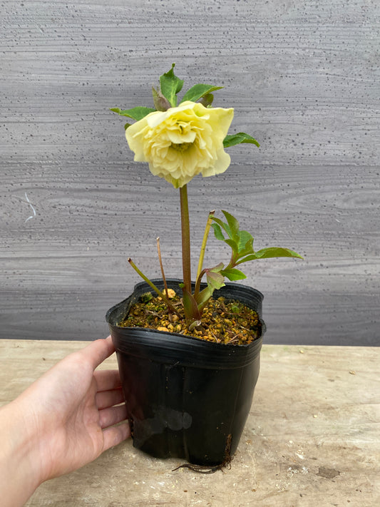 No.05135　横山園芸★クリスマスローズ　プリマドレス　5号苗ポット