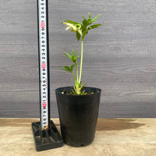 No.09042　クリスマスローズ04　4号苗ポット