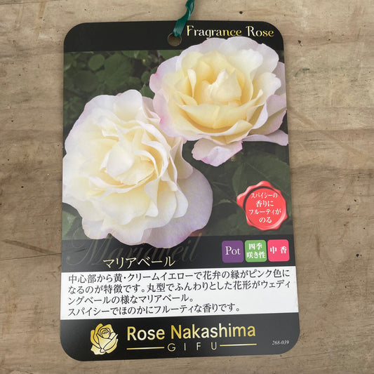 ローズなかしま★フレグランスローズ　マリアベール　5号鉢