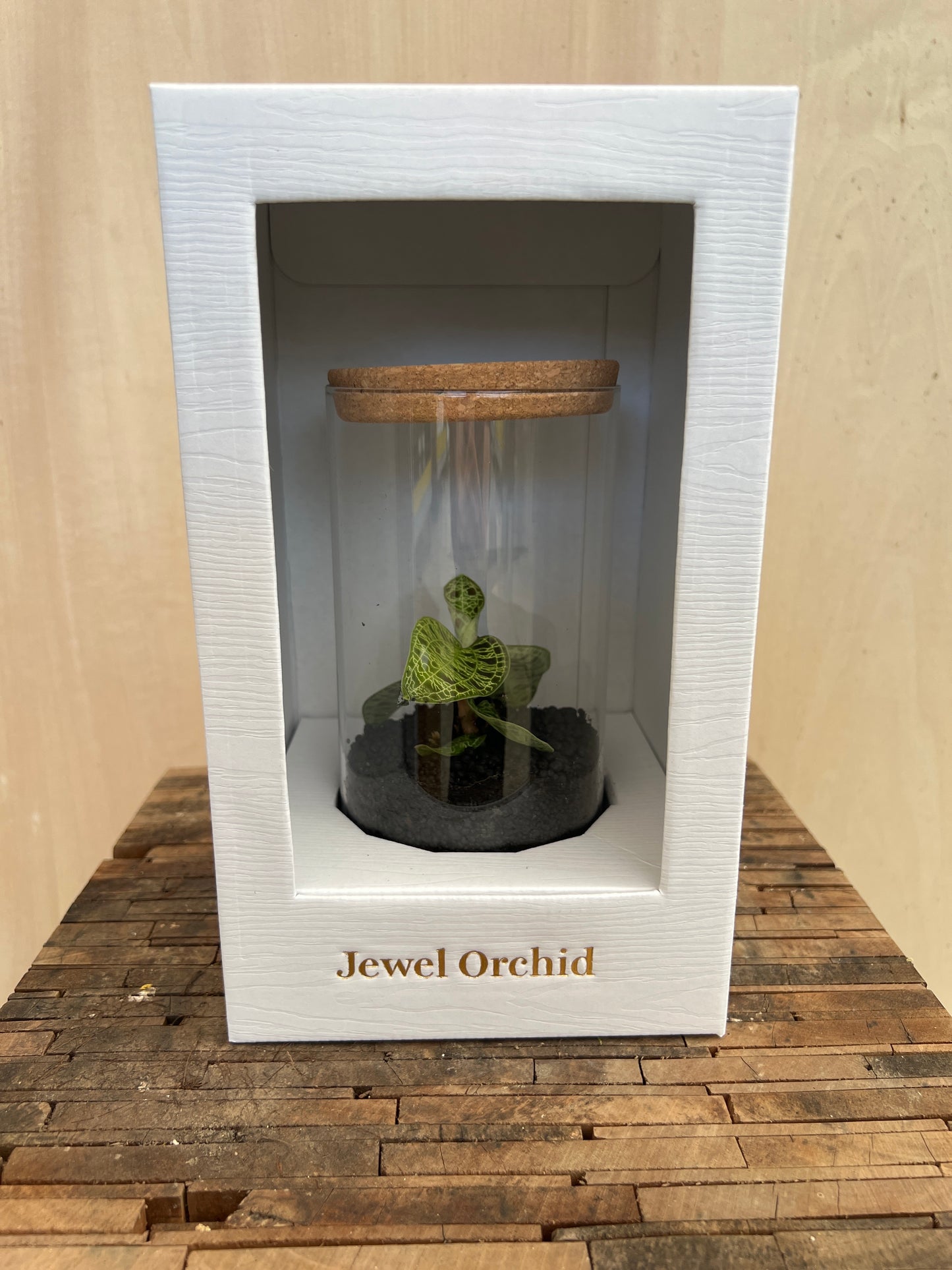 No.20020　ジュエルオーキッド　Macodes petola  ガラス容器入り白ケース