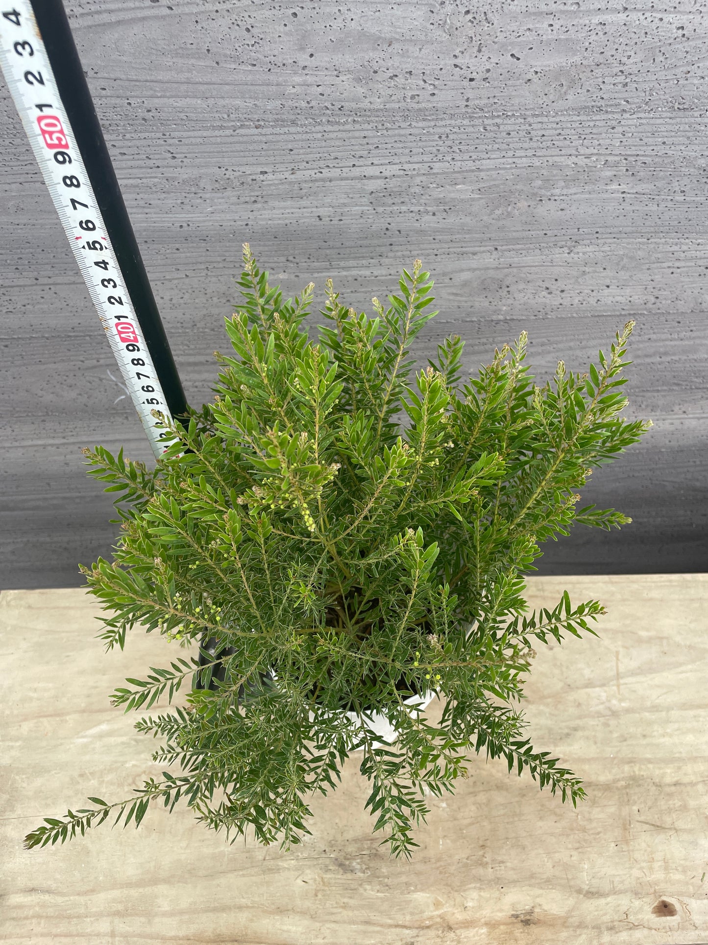 No.06015　アカシア　テレサ　5号鉢