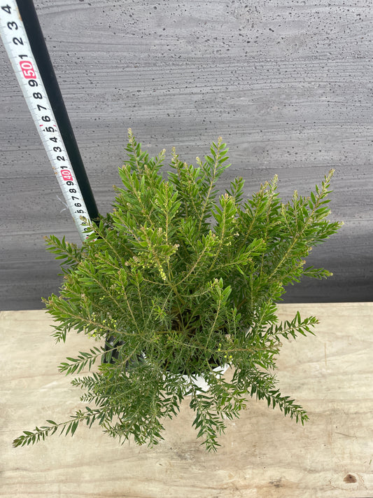 No.06015　アカシア　テレサ　5号鉢