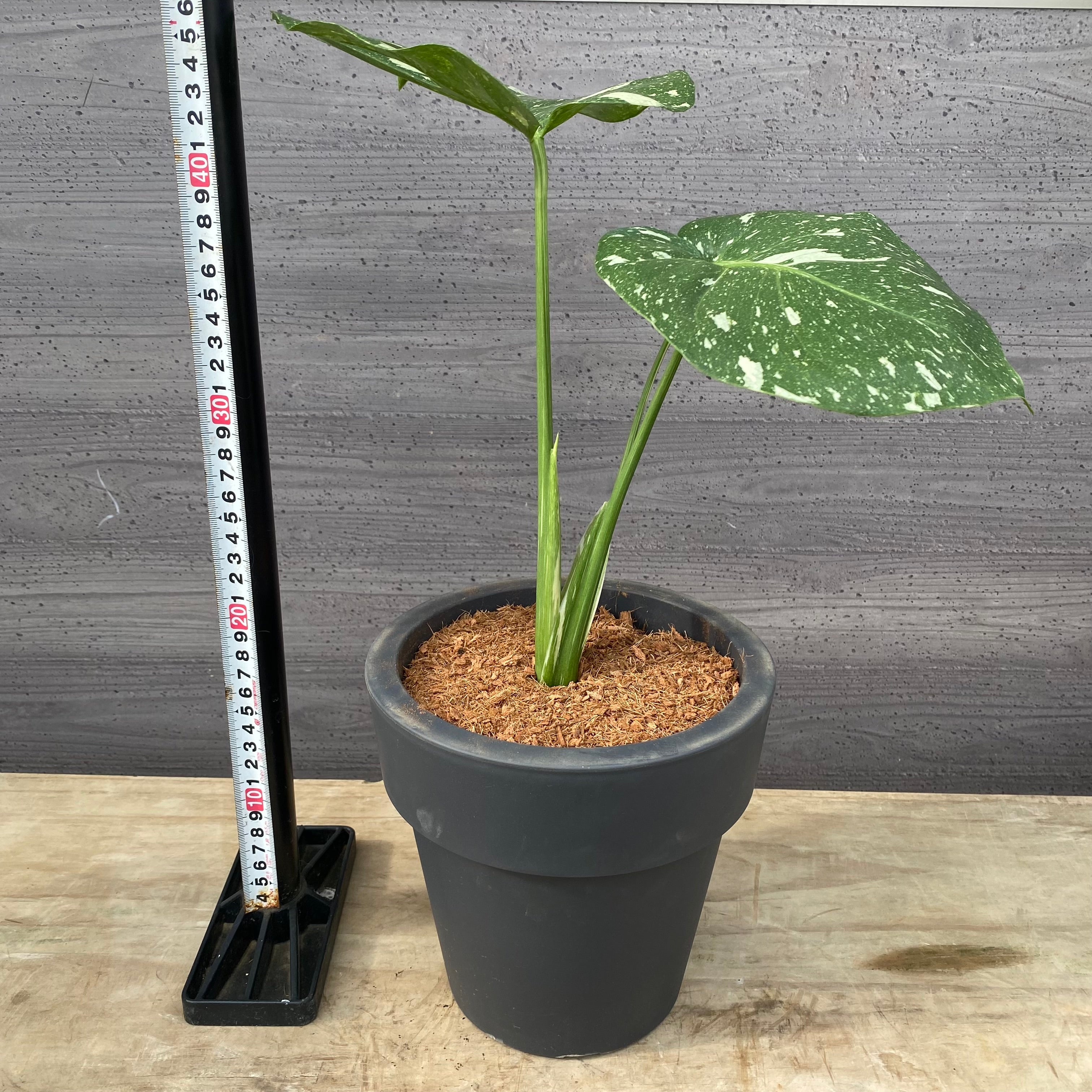 商品 – 植物家族