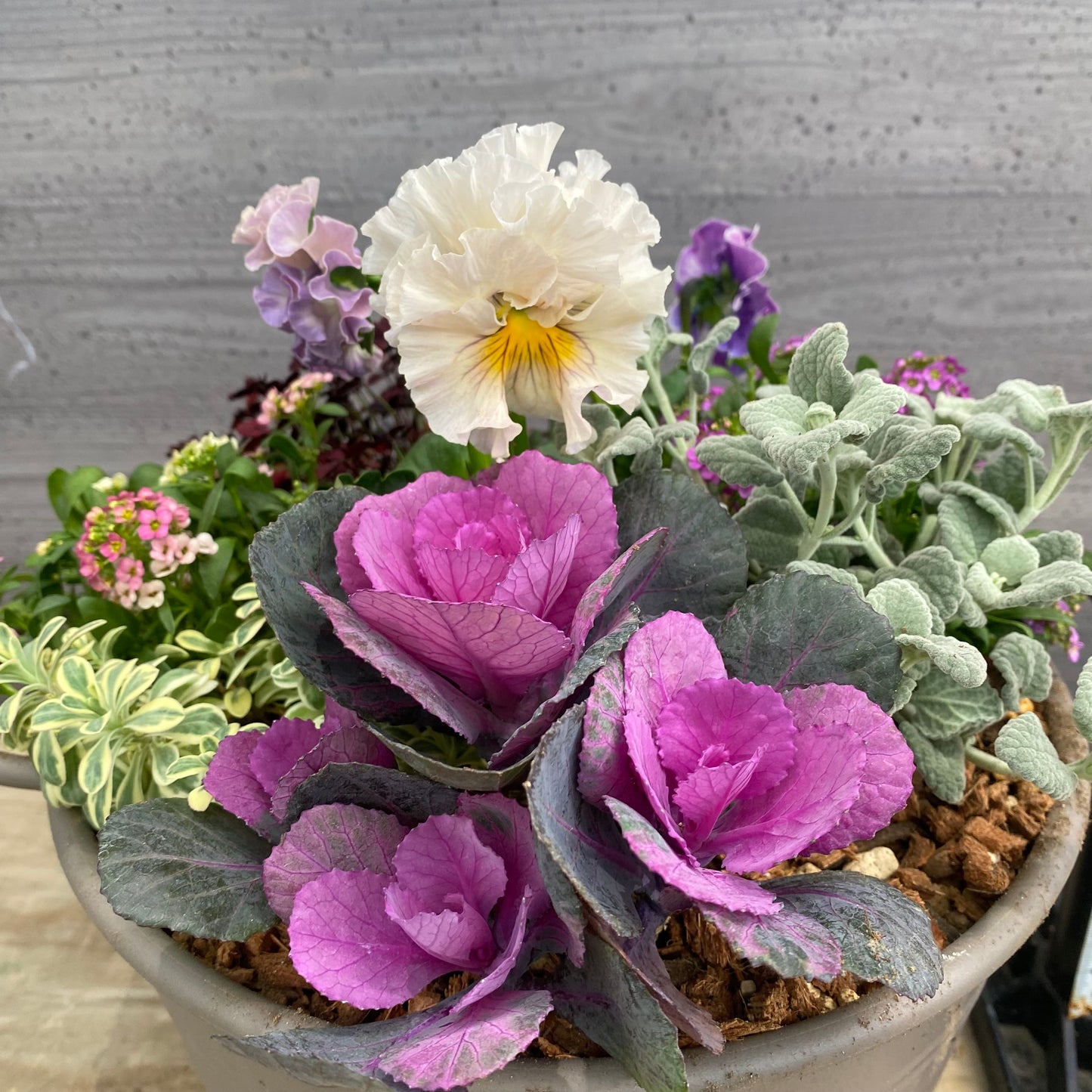 寄せ植えJ　手つきポットグレー