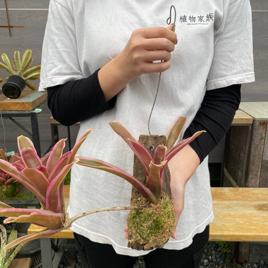 No.26028　ネオレゲリア　流木仕立て