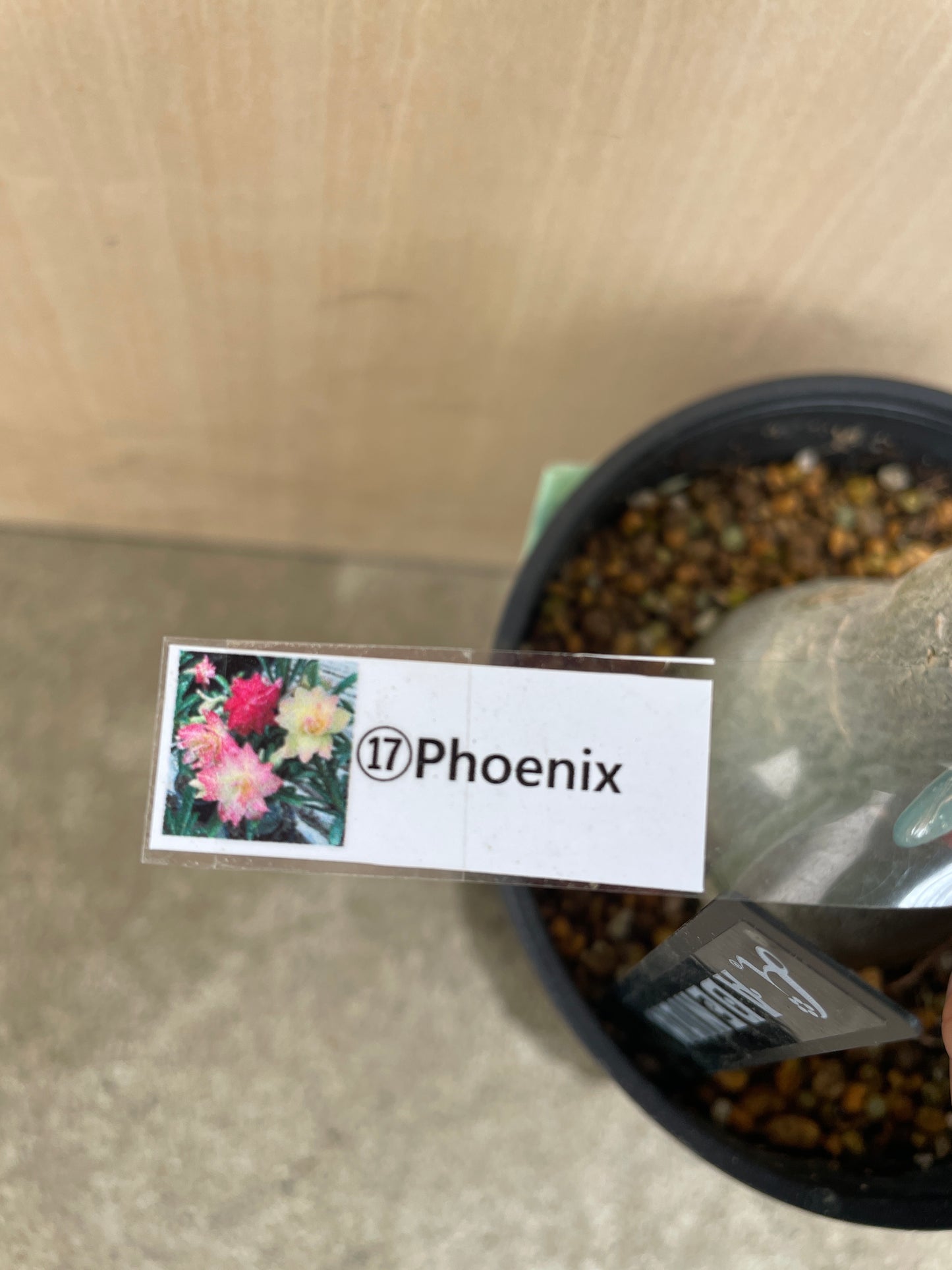 No.04049　アデニウム　Phoenix　4号鉢