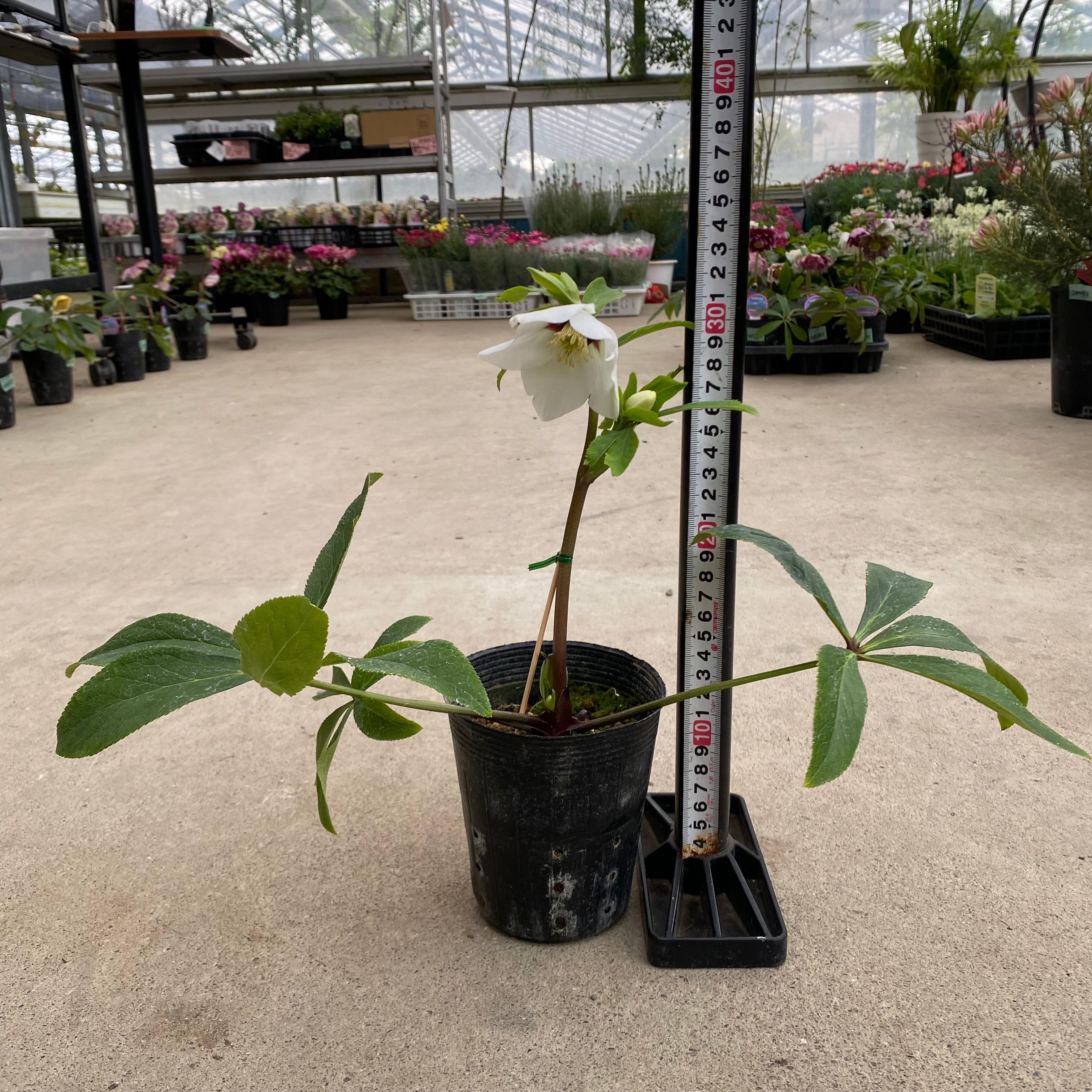 20046 クリスマスローズ シングル咲き 3.5号苗ポット – 植物家族