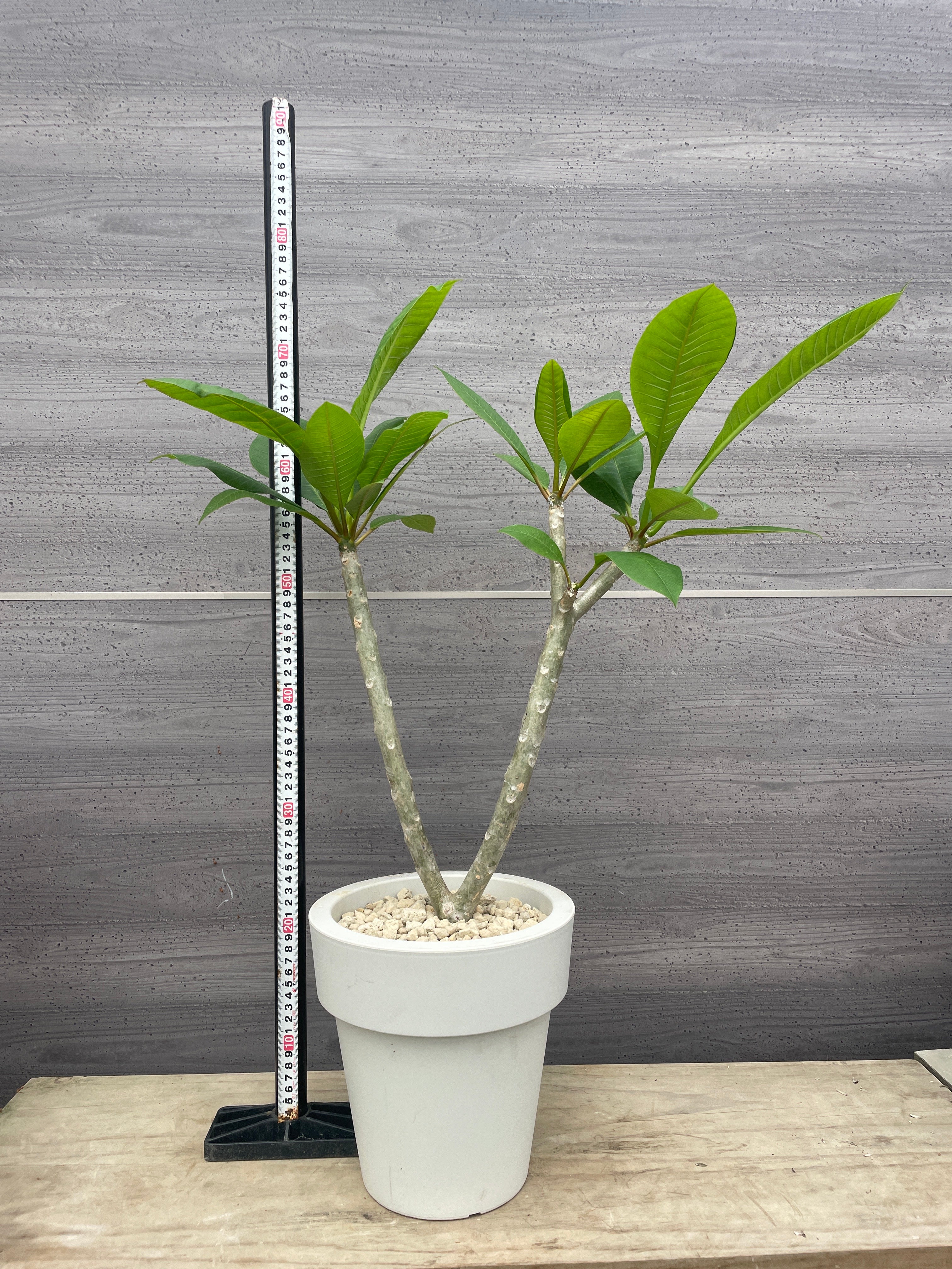 Pickup 全ての商品 – 植物家族