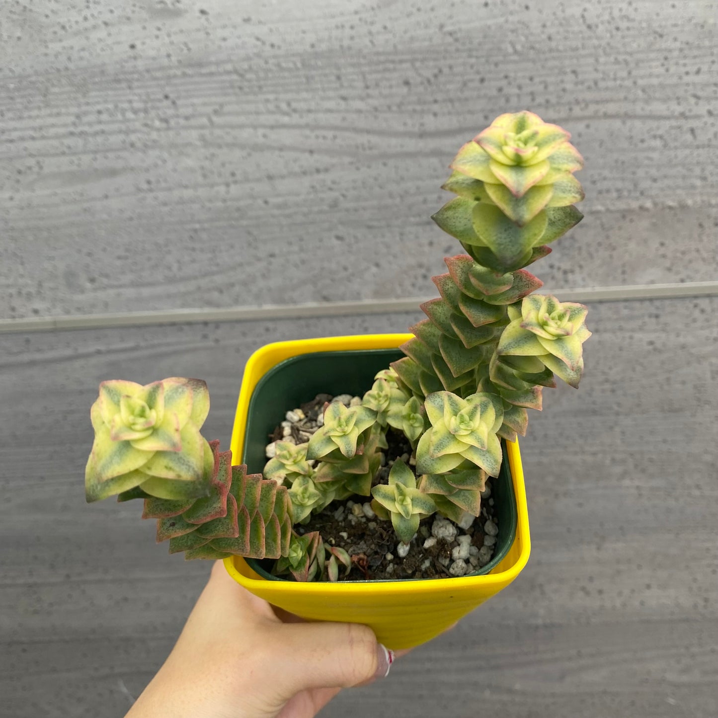 No.08004　多肉植物　5点セット