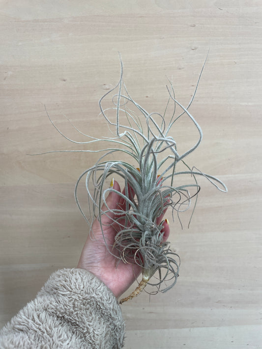 M02 ティランジア テクトラム