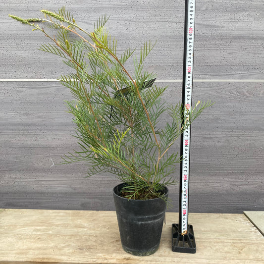 No.12003 グレビレア アイボリーホイップ 5号鉢