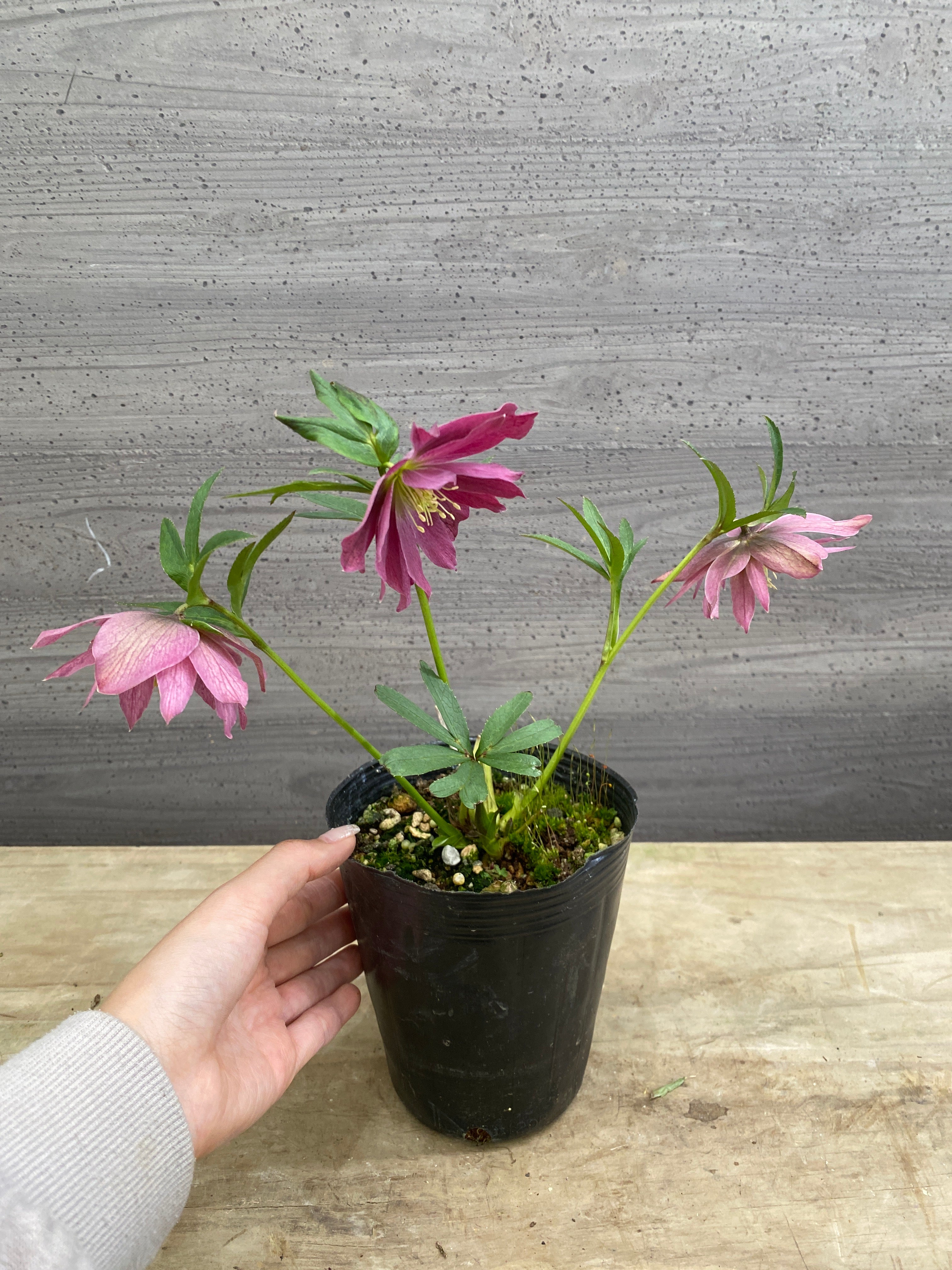 M062 クリスマスローズ 八重咲き 4号苗ポット – 植物家族