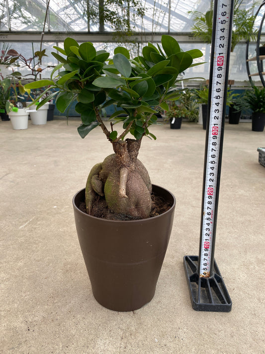 No.28007　ガジュマル　6号鉢