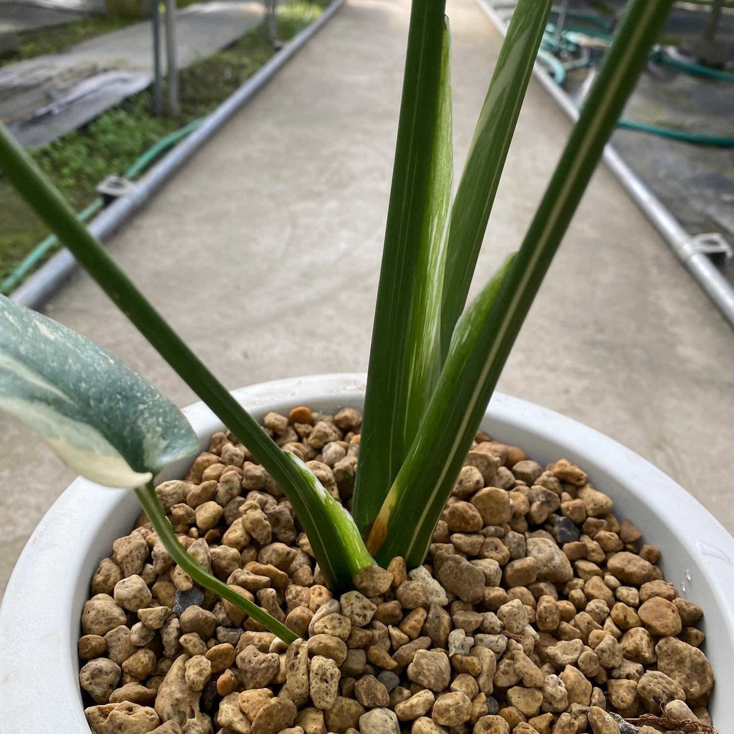 農場創業祭 No.18003　モンステラ　タイコンステレーション　7号おすすめ白ポット