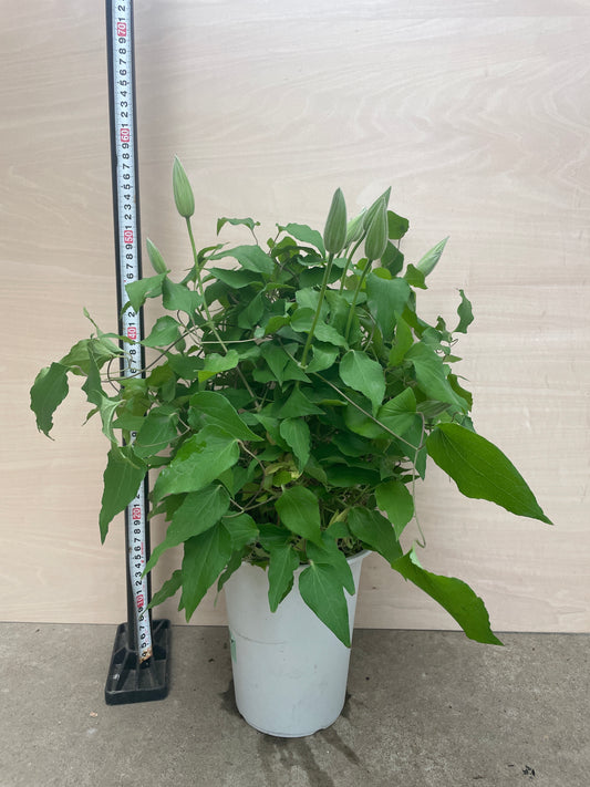 No.06060　クレマチス　ヤング　大輪系　6号鉢