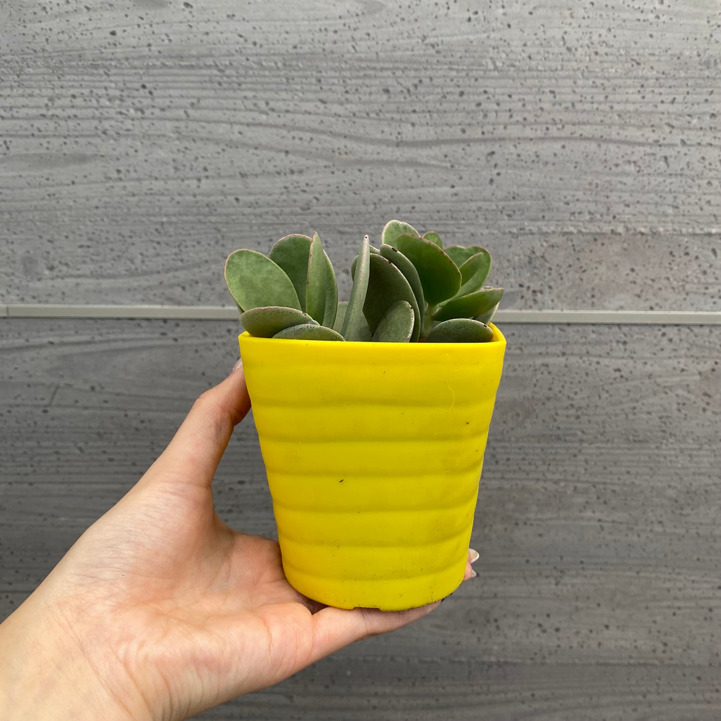 No.08004　多肉植物　5点セット