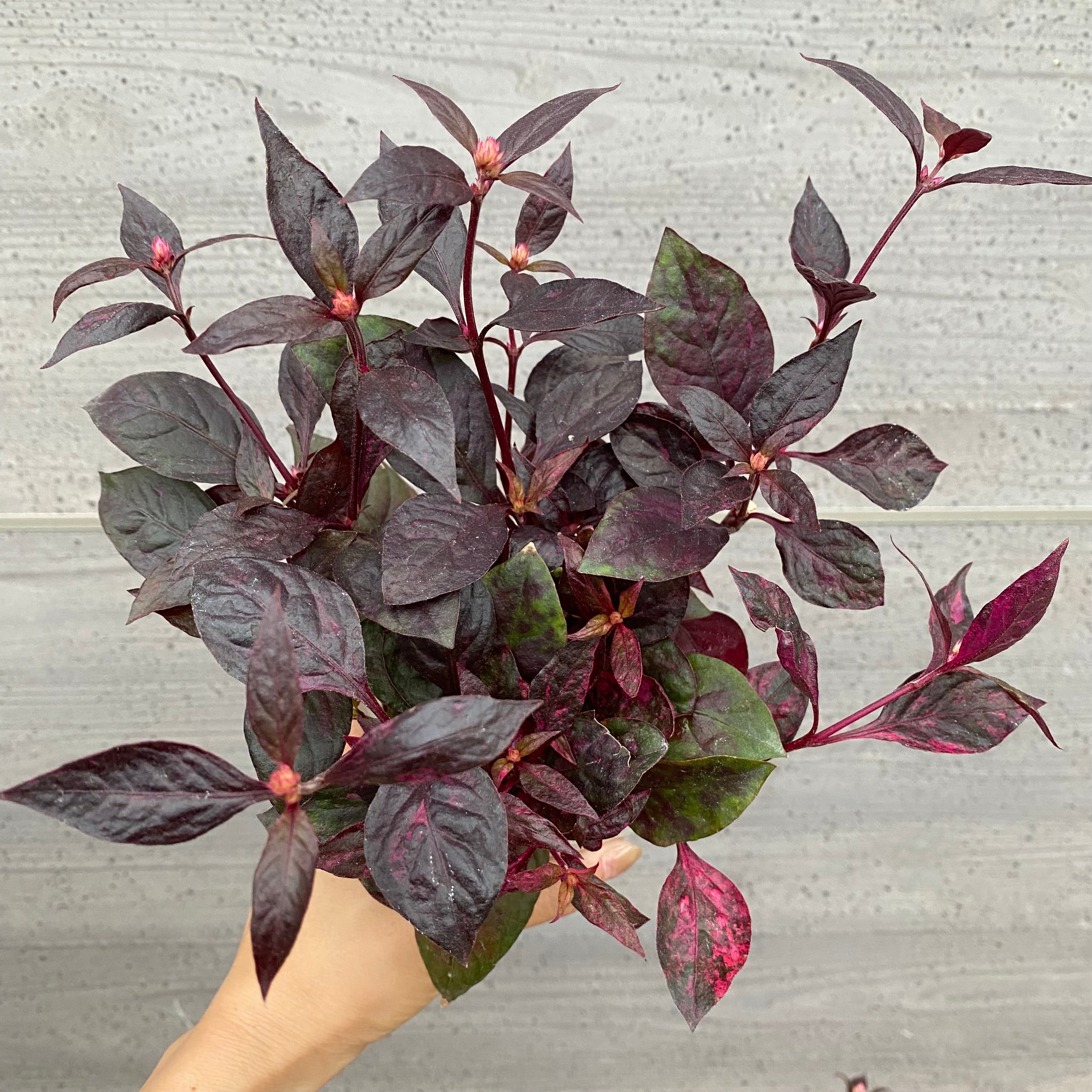 ディオーン・エドゥレ　3号ポット苗 ディオーン・エドゥレ 3号ポット苗 ディオーン エデュレ 実生 4