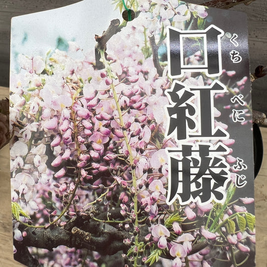 No.03003 口紅藤 6号鉢