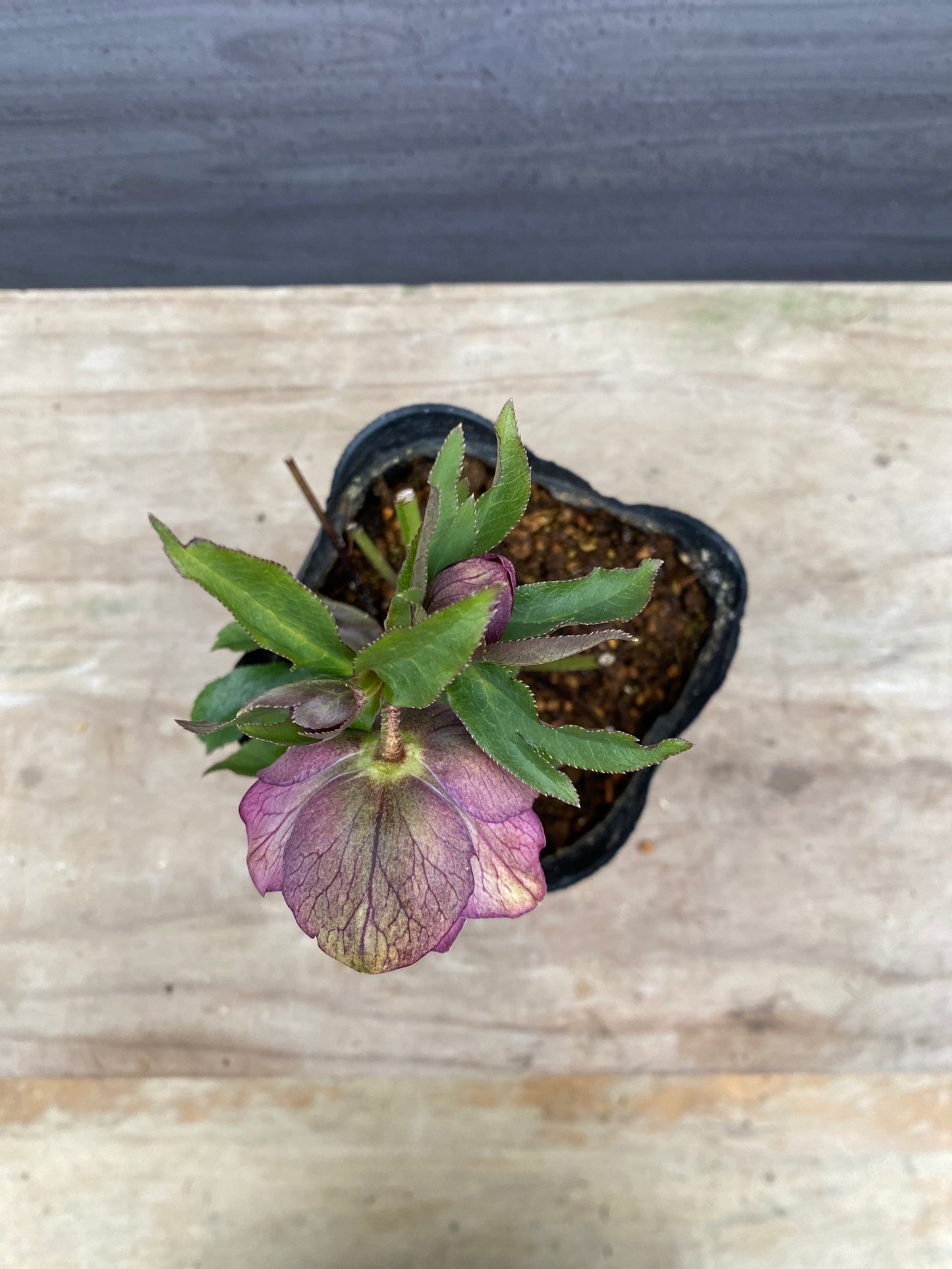 No.05093　横山園芸★クリスマスローズ　プリマドレス　5号苗ポット