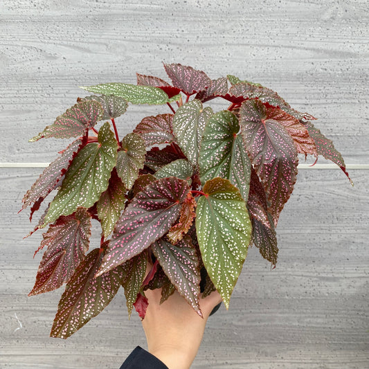 ★追加販売　花郷園★木立性ベゴニア　Benigo