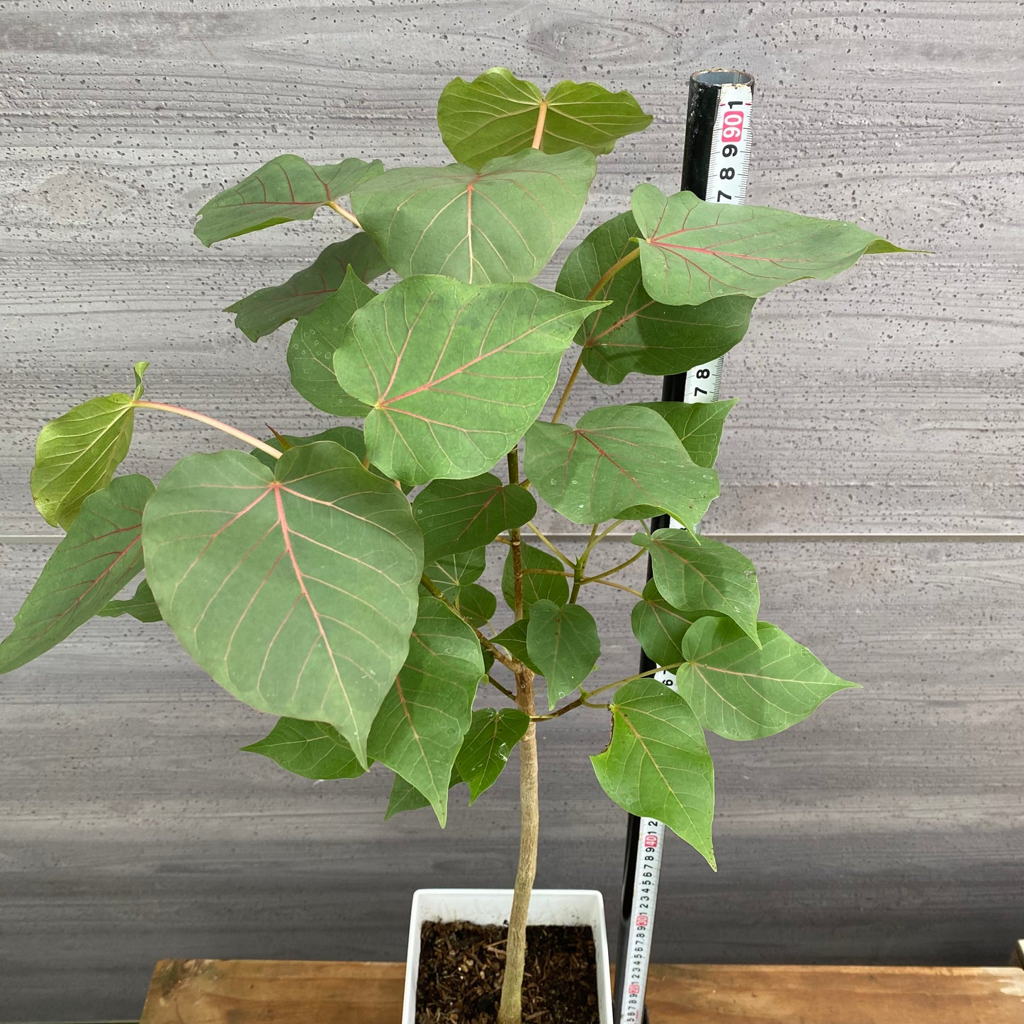 市場仕入れ即売会　No.25067　フィカス　ペティオラリス　7号鉢