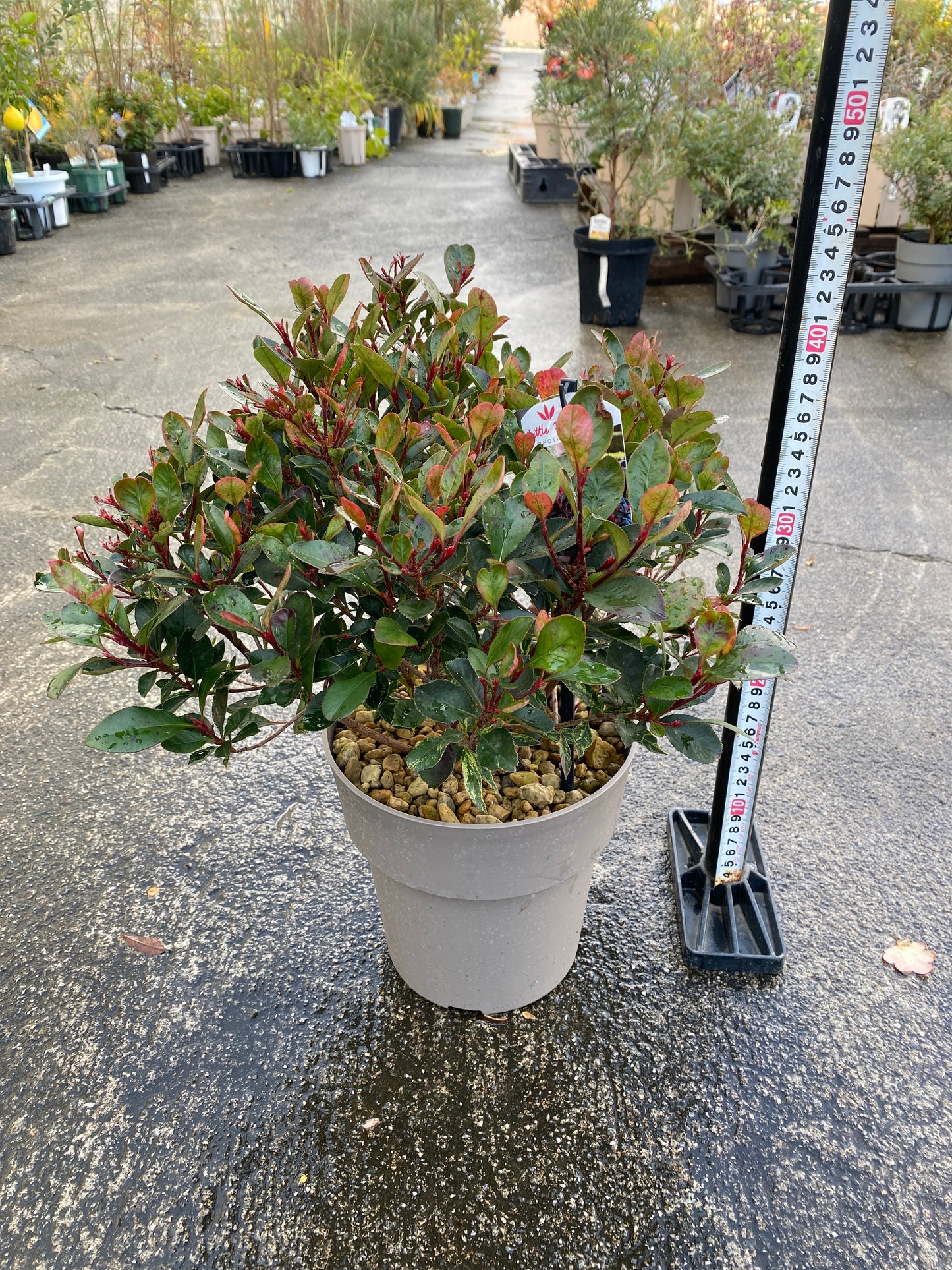 農場創業祭 No.26022　ベニカナメモチ　リトルフェンナ　6号グレーポット