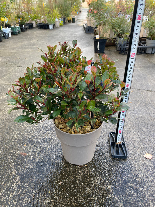 農場創業祭 No.26022　ベニカナメモチ　リトルフェンナ　6号グレーポット