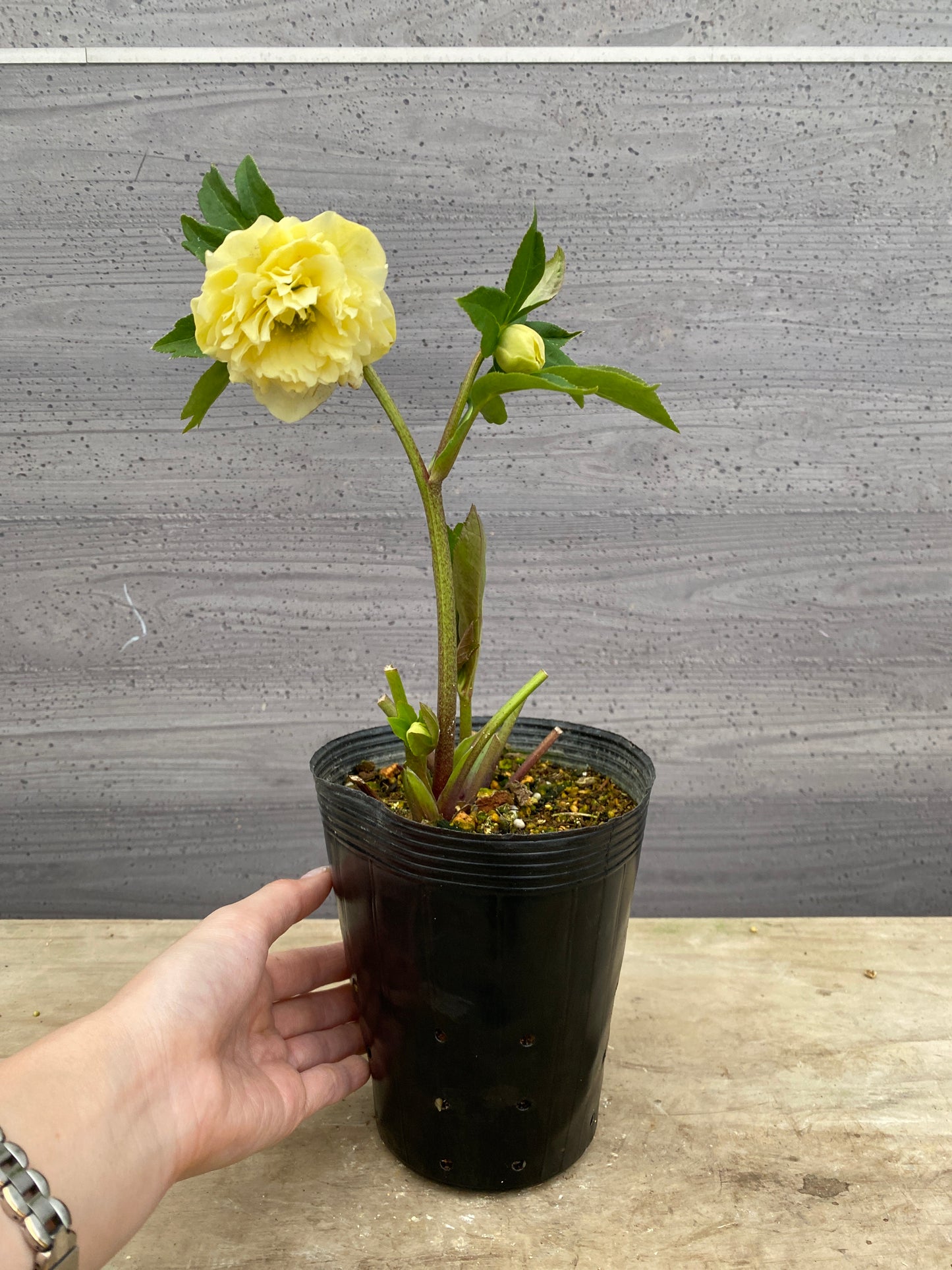 No.05107　横山園芸★クリスマスローズ　プリマドレス　5号苗ポット