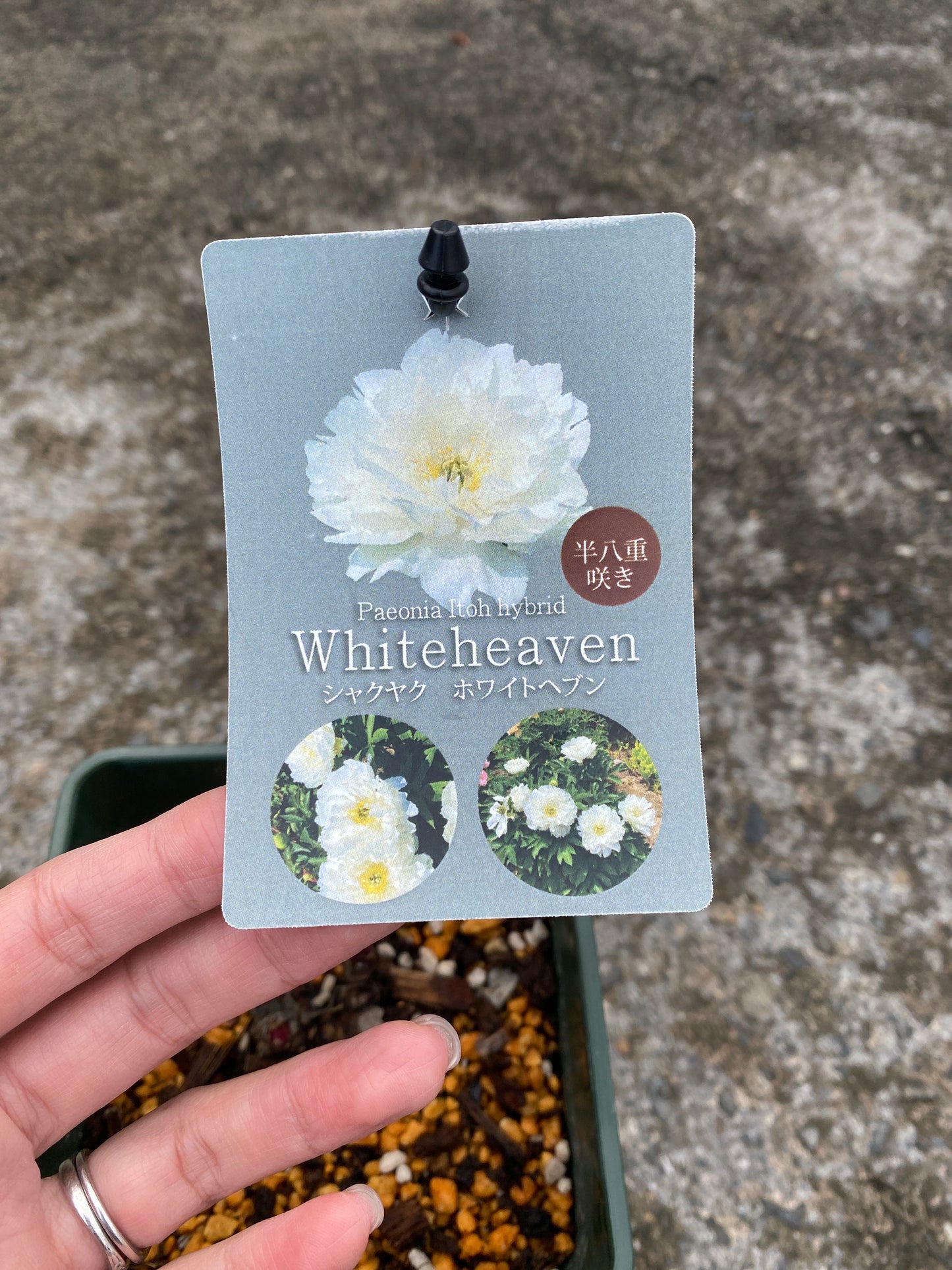 農場創業祭 No.26078　シャクヤク　ホワイトヘブン