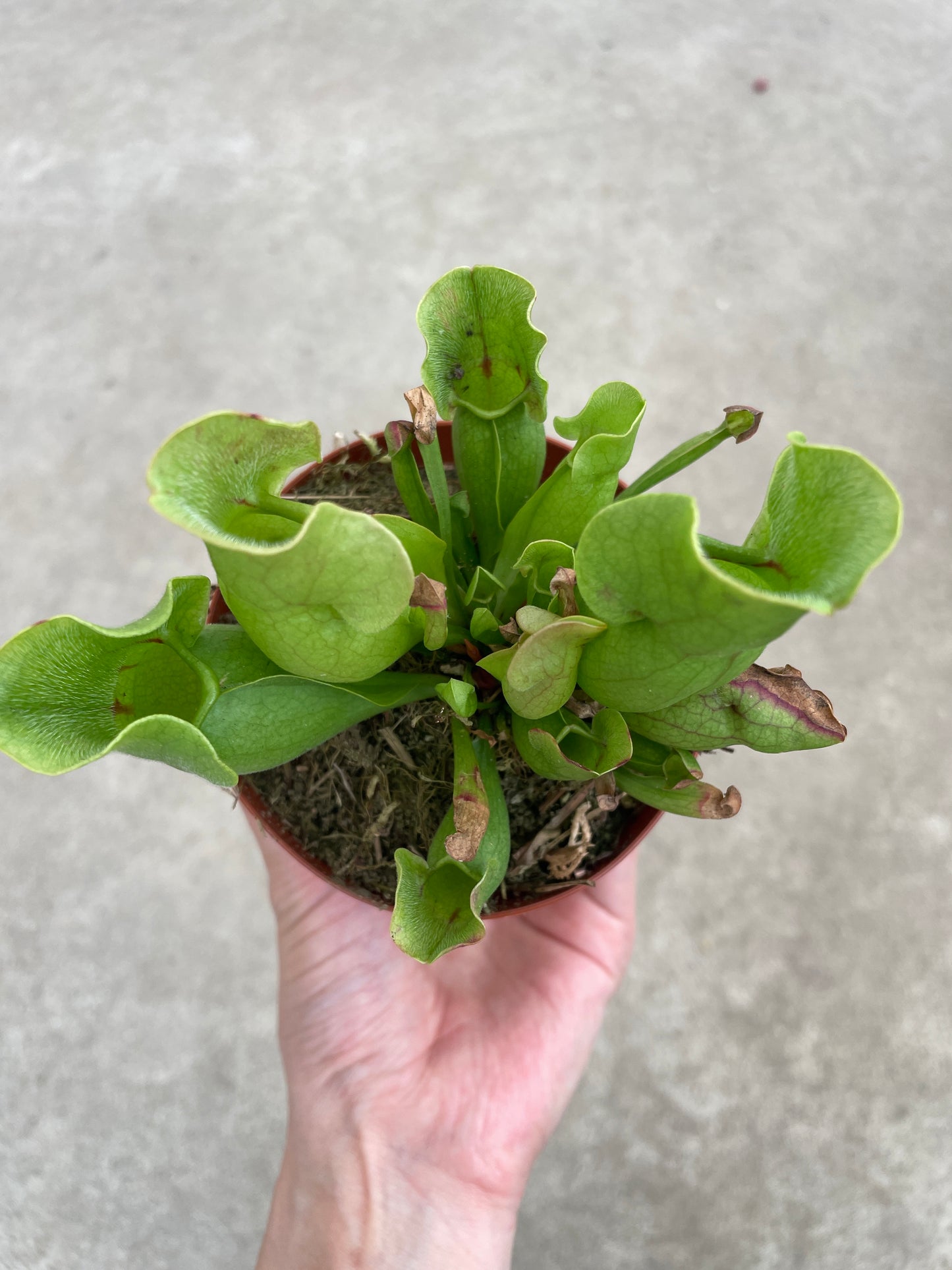 No.17009　サラセニア　3号鉢