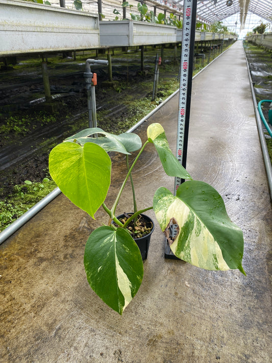 農場創業祭 No.26178 モンステラ オーレア 3号鉢