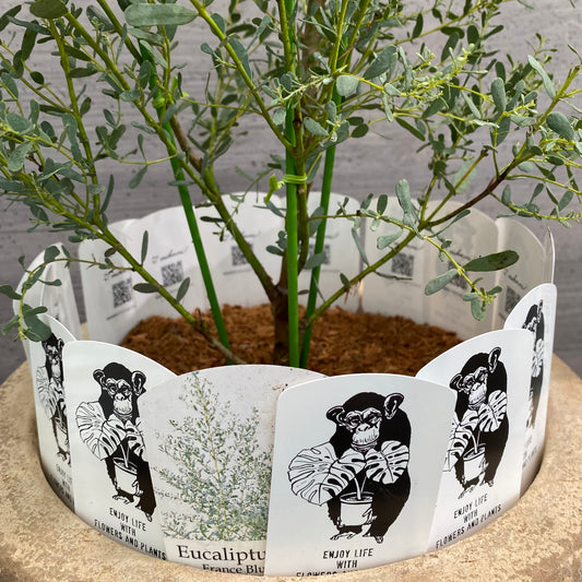 よもぎ様売約★ユーカリ　フランスブルー