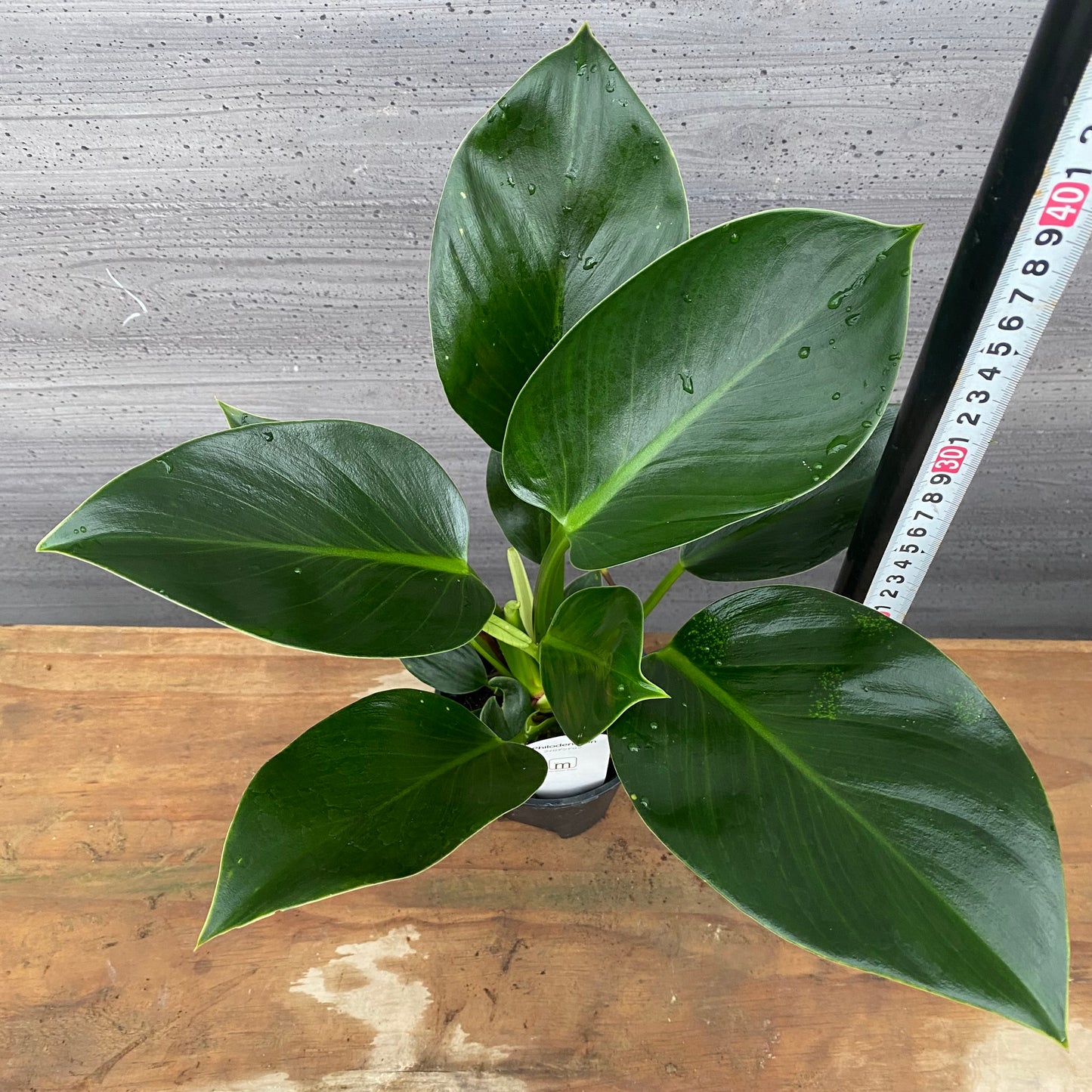 市場仕入れ即売会　No.25033　フィロデンドロン　ミリオン　3.5号鉢