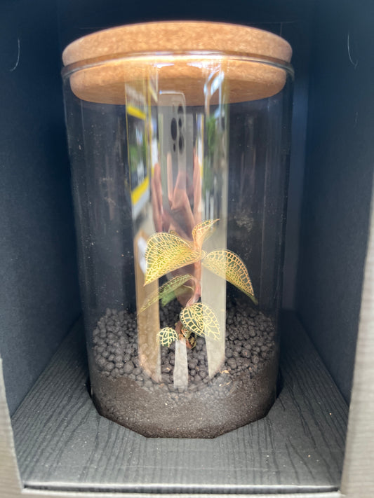 No.15007　ジュエルオーキッド　Emerald Gold　ガラス容器入り　黒ケース