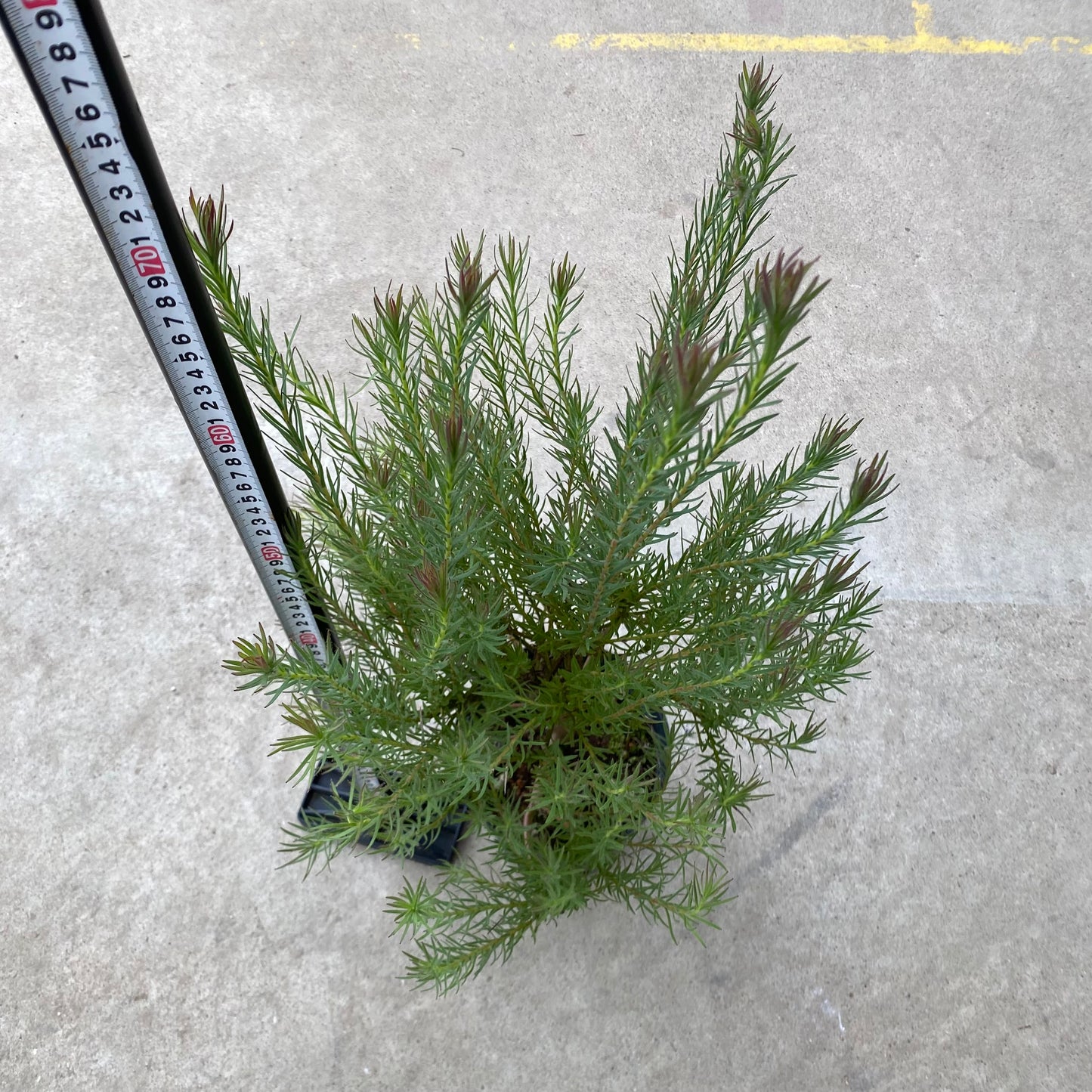 No.28006　リュウカデンドロン　フラッシュベベ　5.5号苗鉢