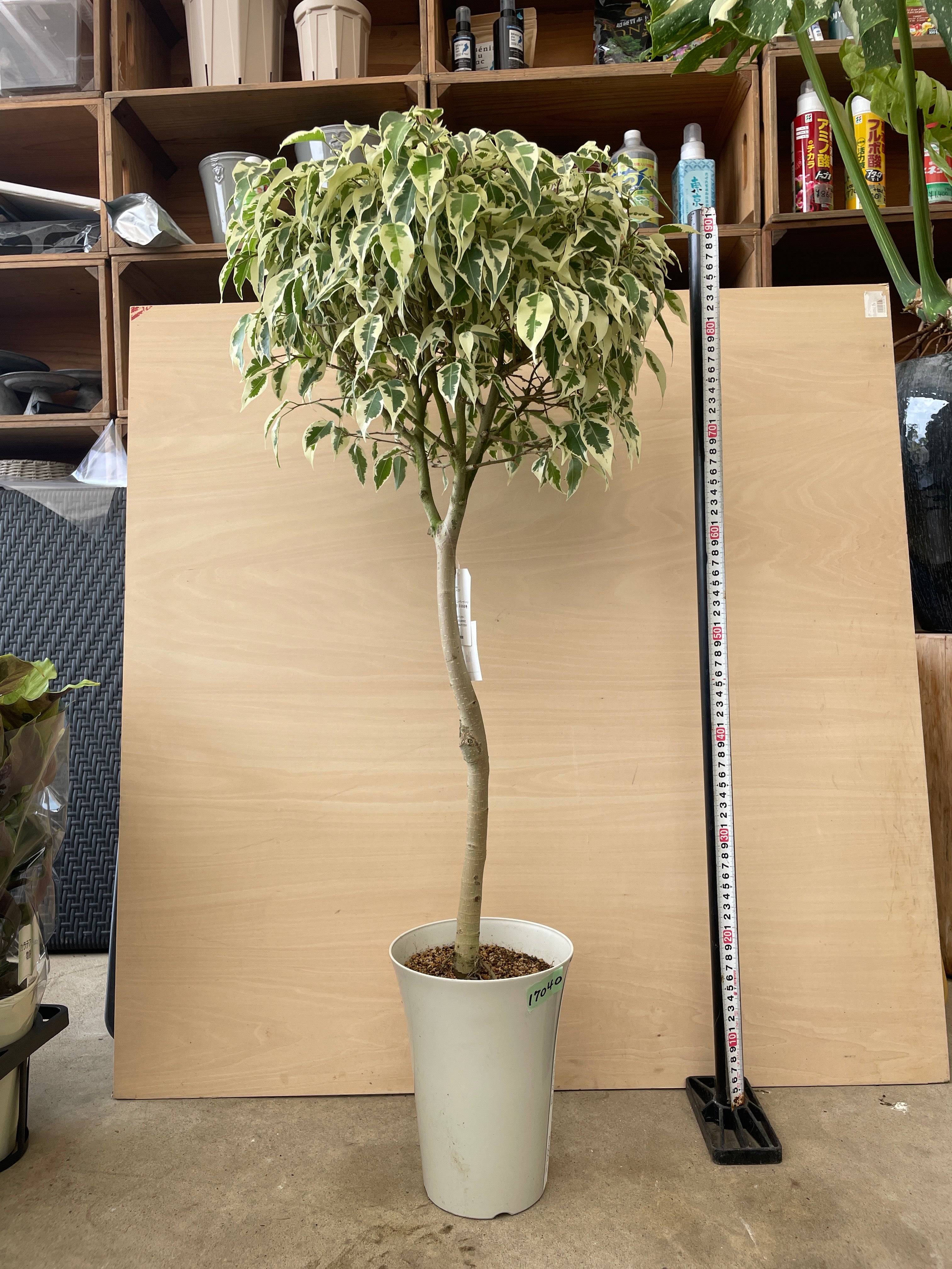 Pickup 全ての商品 – 植物家族