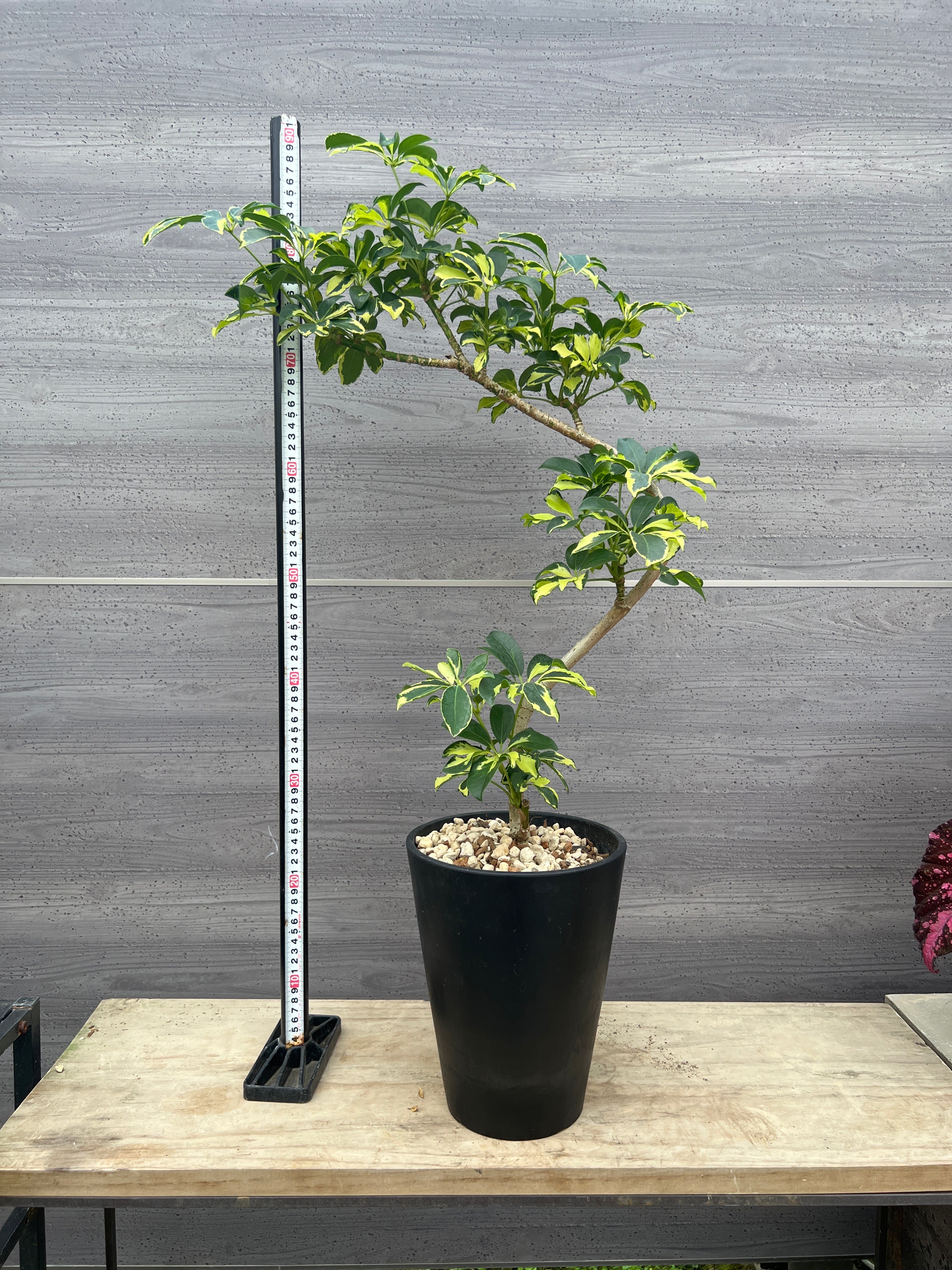 Pickup 全ての商品 – 植物家族