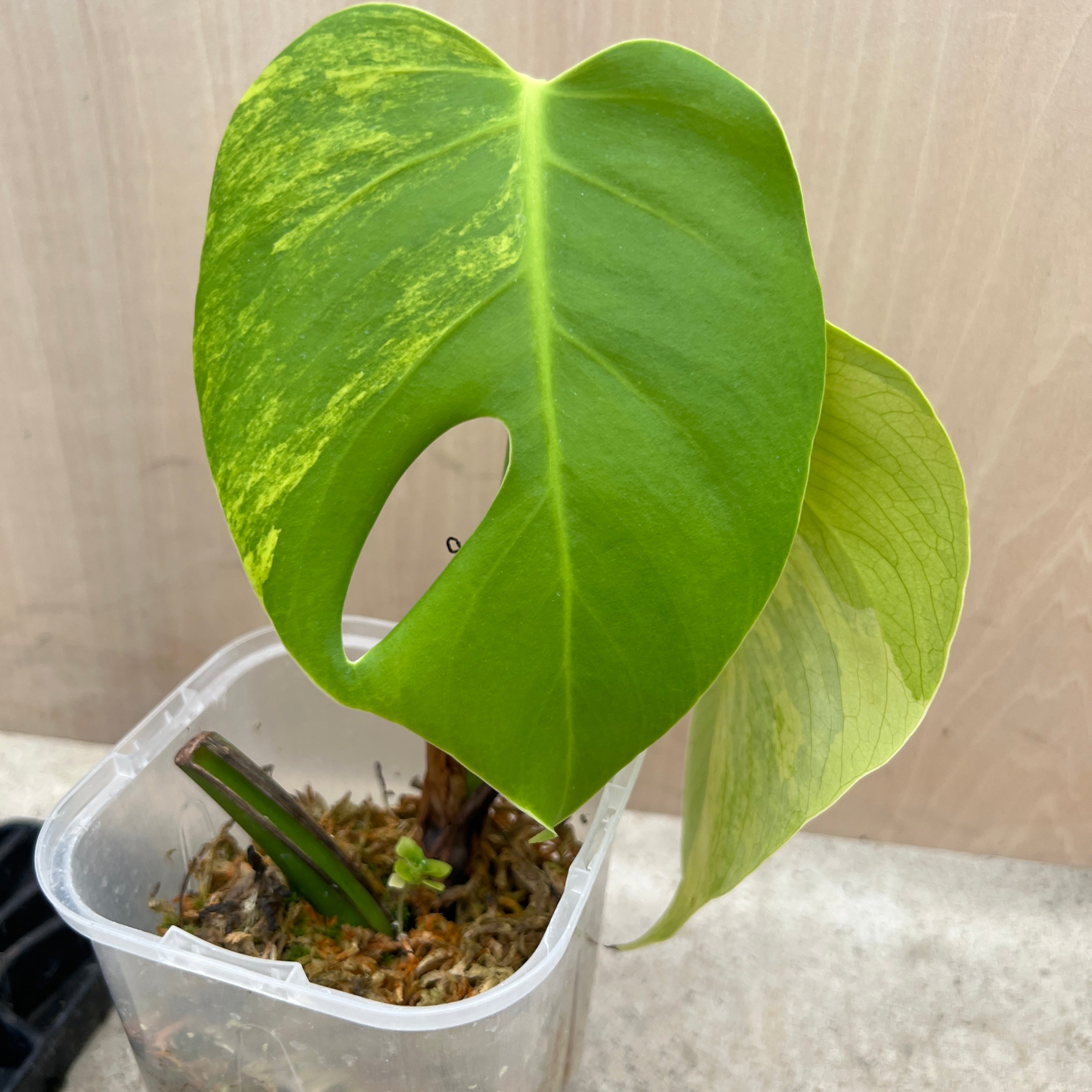 No.21065 モンステラ オーレア 茎挿し – 植物家族