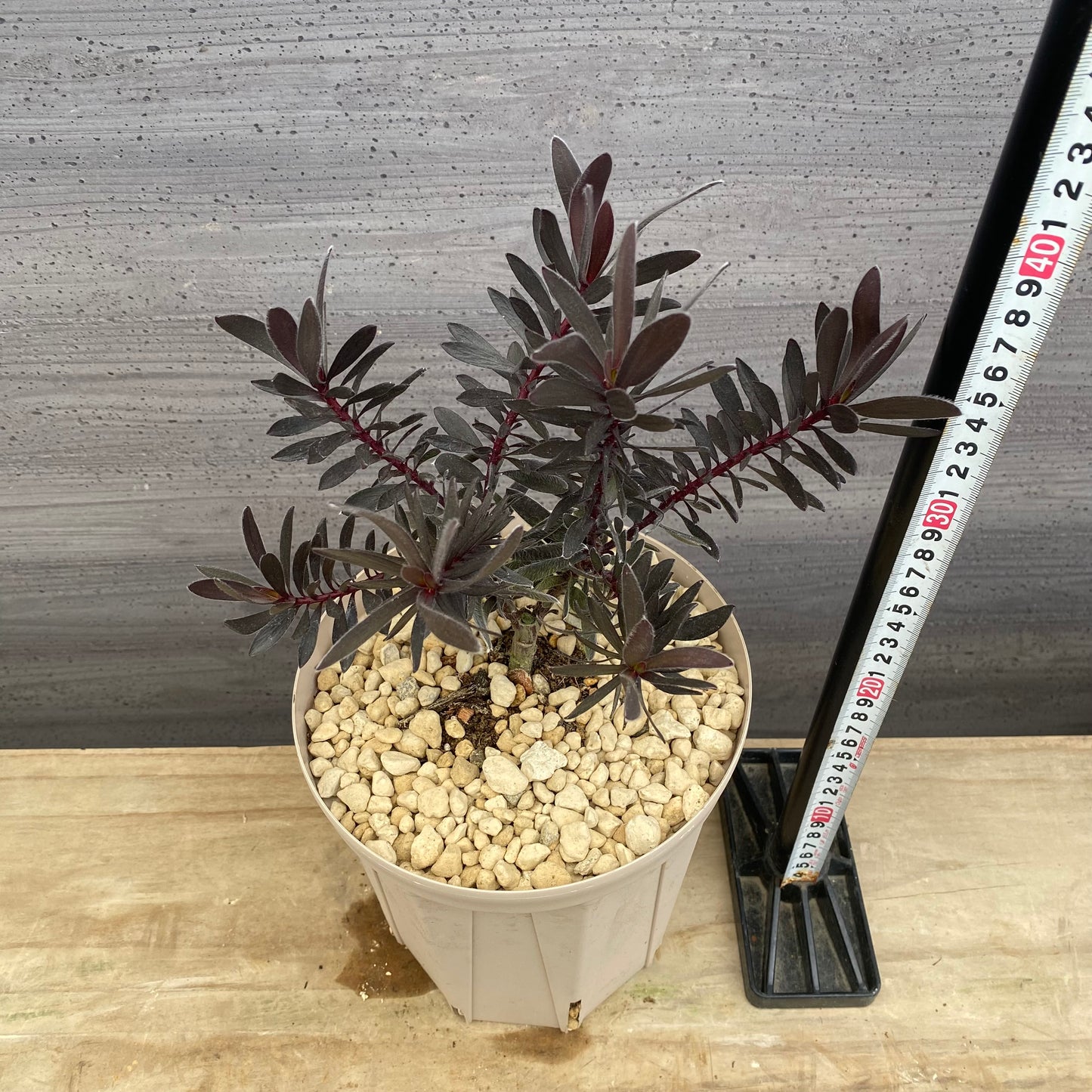 リューカデンドロン　デュリフ　6号スリット鉢/オリジナル色