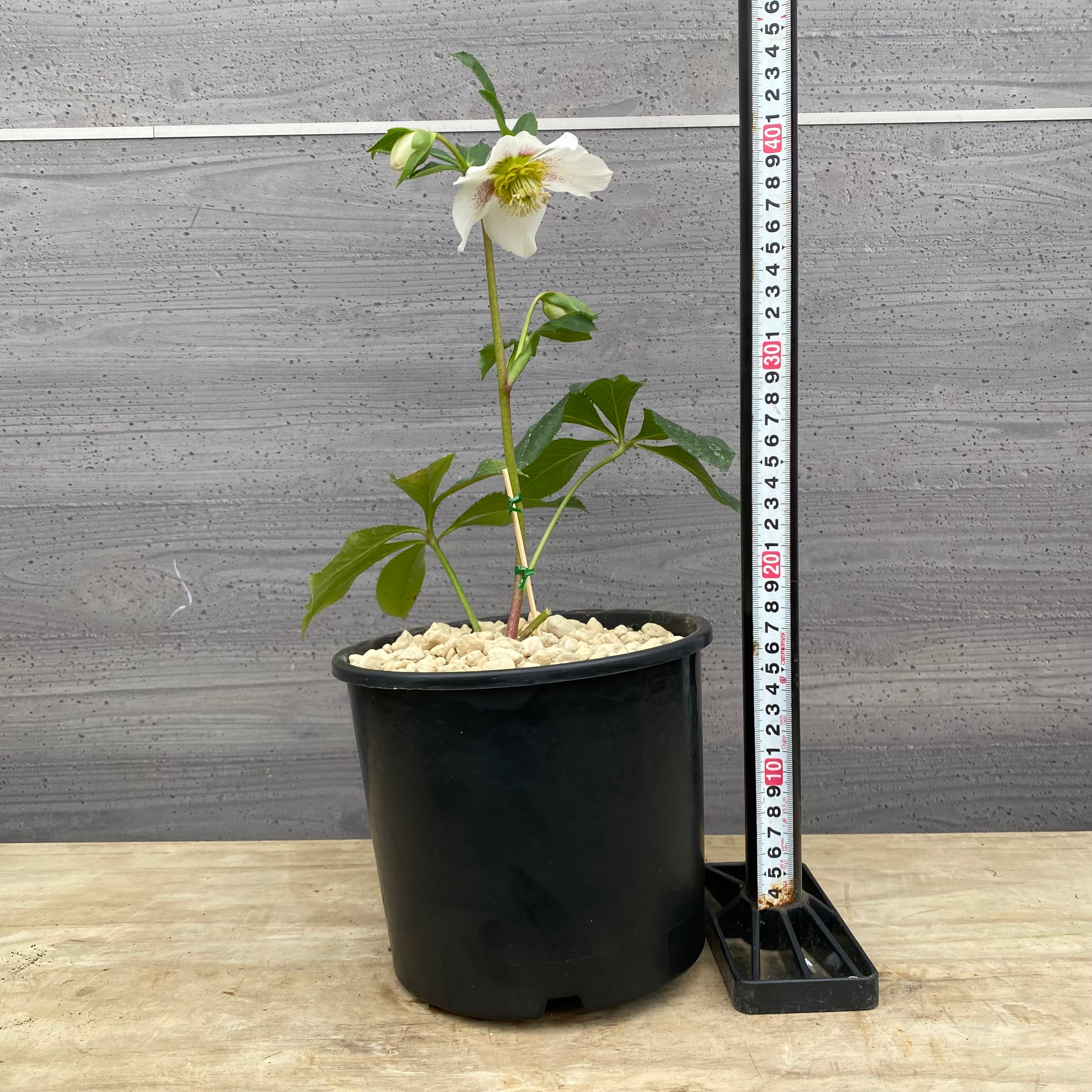 Pickup 全ての商品 – 植物家族