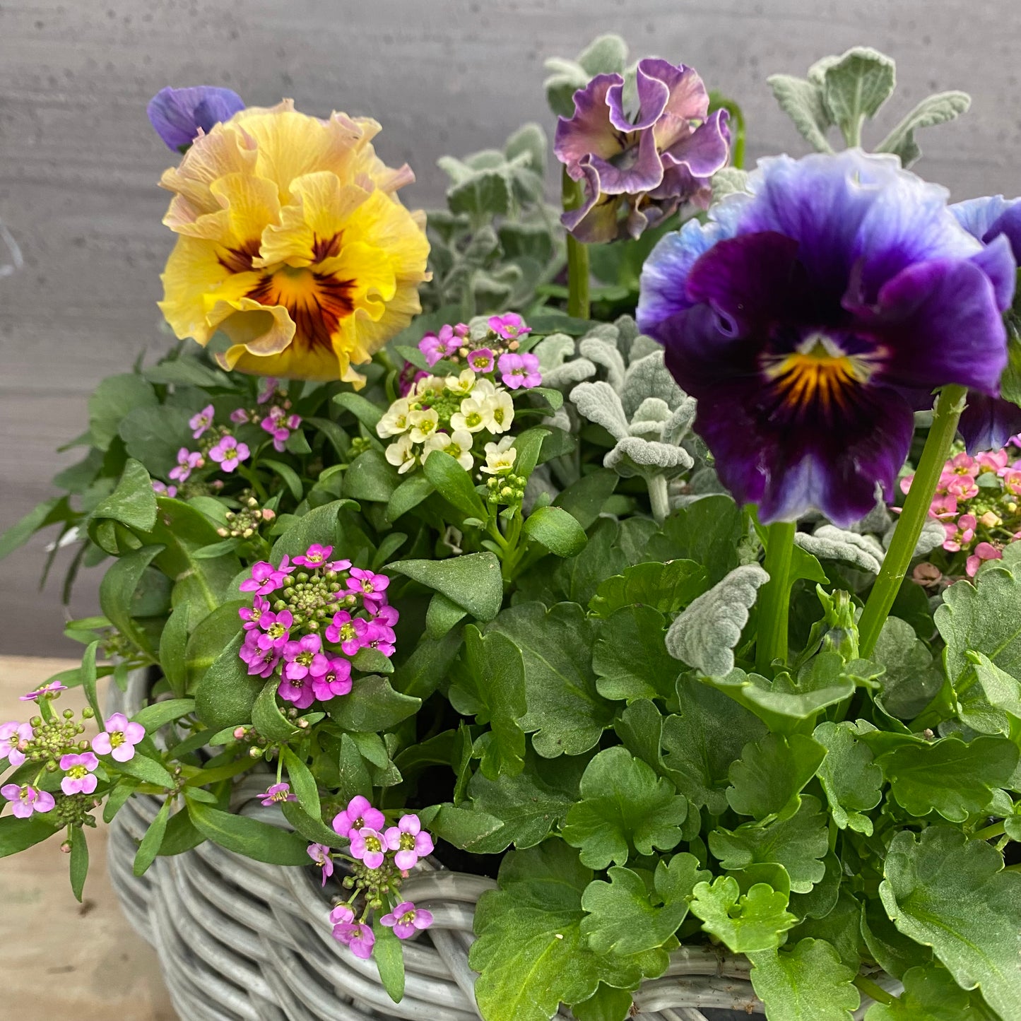 寄せ植えO　ゆりかごバスケットグレー