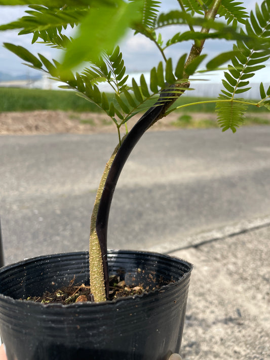 No.17011　エバーフレッシュ　4号鉢