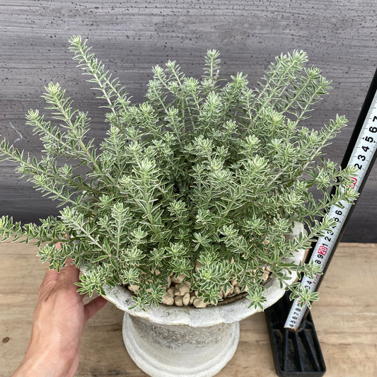 社長植栽★ウエストリンギア　スモーキー　植木鉢白