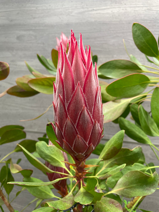 No.10004　キングプロテア　リトルプリンス　7号鉢