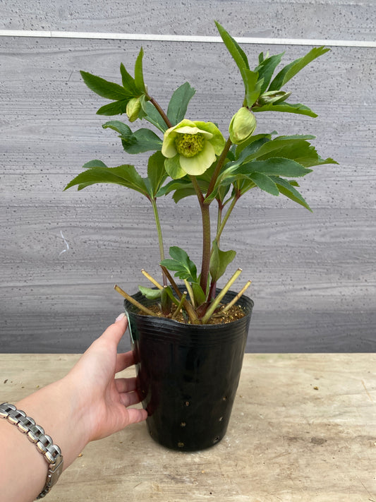 No.05095　横山園芸★クリスマスローズ　プリマドレス　5号苗ポット