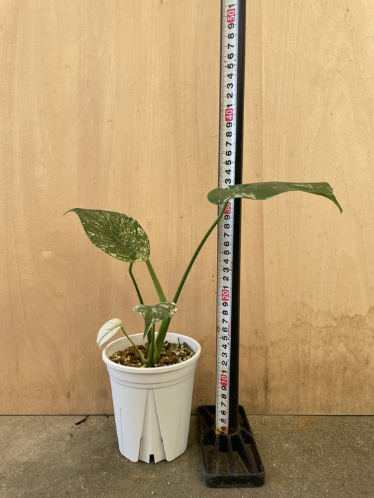 モンステラ ミント 4号鉢 植え替え済み