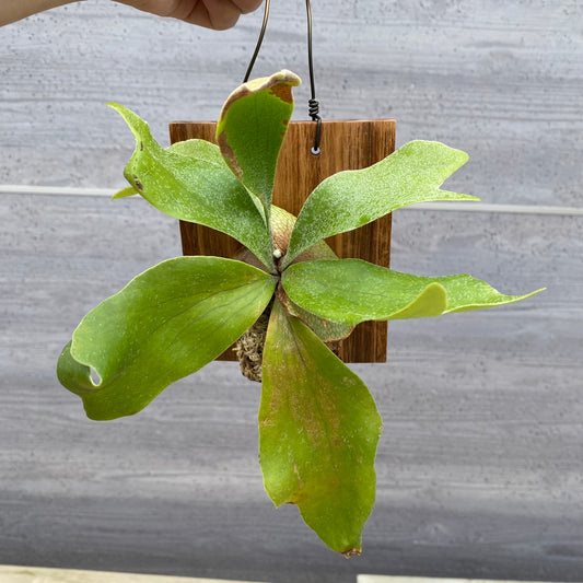 06026 ビカクシダ ネザーランド 板付け